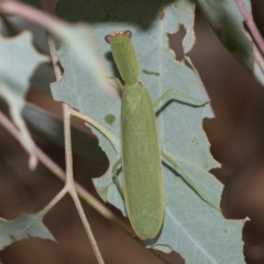 Orthodera ministralis at Belconnen, ACT - 23 Feb 2023