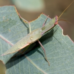 Orthodera ministralis (Green Mantid) at Fraser, ACT - 14 Feb 2023 by AlisonMilton