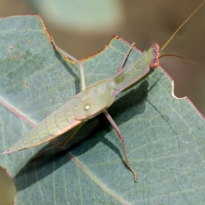 Orthodera ministralis (Green Mantid) at Fraser, ACT - 14 Feb 2023 by AlisonMilton