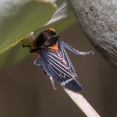 Eurymeloides lineata (Lined gumtree hopper) at Page, ACT - 22 Feb 2023 by AlisonMilton