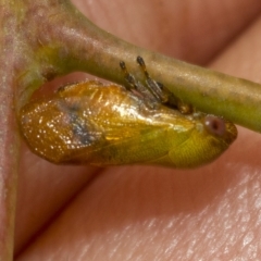 Pectinariophyes stalii at Belconnen, ACT - 23 Feb 2023