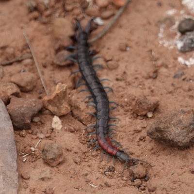 Scolopendra laeta (Giant Centipede) at Pialligo, ACT - 10 Dec 2022 by MargD