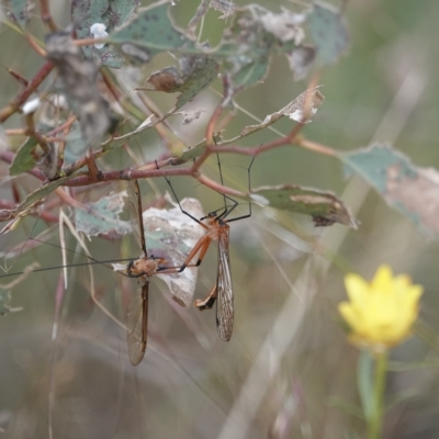 Harpobittacus sp. (genus) (Hangingfly) at Pialligo, ACT - 10 Dec 2022 by MargD