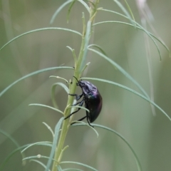 Hemicyclus punctulatus (Darkling beetle) at Pialligo, ACT - 10 Dec 2022 by MargD