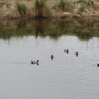 Chenonetta jubata (Australian Wood Duck) at Paddys River, ACT - 23 Feb 2023 by RodDeb