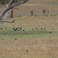 Corcorax melanorhamphos at Paddys River, ACT - 23 Feb 2023