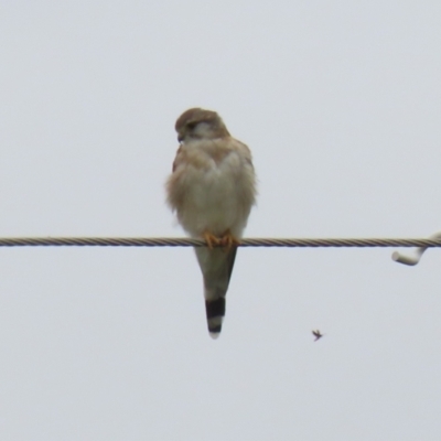 Falco cenchroides (Nankeen Kestrel) at Paddys River, ACT - 23 Feb 2023 by RodDeb