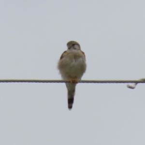 Falco cenchroides at Paddys River, ACT - 23 Feb 2023 12:51 PM