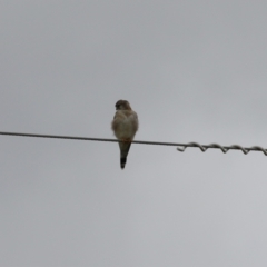 Falco cenchroides at Paddys River, ACT - 23 Feb 2023