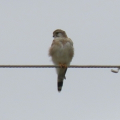 Falco cenchroides at Paddys River, ACT - 23 Feb 2023 12:51 PM