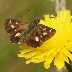 Dispar compacta (Barred Skipper) at Paddys River, ACT - 23 Feb 2023 by JohnBundock