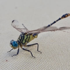 Austrogomphus australis at Yass River, NSW - 23 Feb 2023