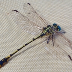 Austrogomphus australis at Yass River, NSW - 23 Feb 2023