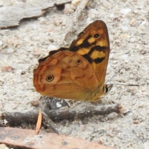 Heteronympha paradelpha at Paddys River, ACT - 23 Feb 2023