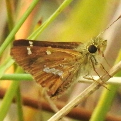 Dispar compacta (Barred Skipper) at Paddys River, ACT - 23 Feb 2023 by JohnBundock