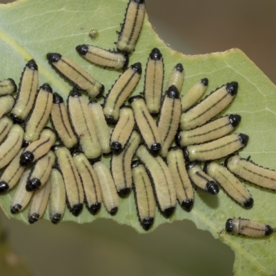 Paropsisterna cloelia (Eucalyptus variegated beetle) at Belconnen, ACT - 22 Feb 2023 by AlisonMilton