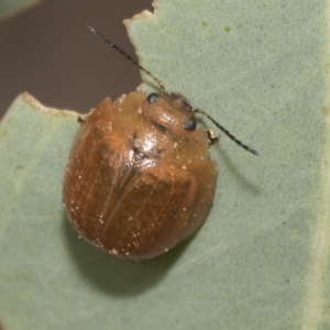 Paropsisterna cloelia at Belconnen, ACT - 23 Feb 2023 10:58 AM