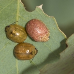 Paropsisterna cloelia at Belconnen, ACT - 23 Feb 2023 10:58 AM