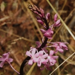 Dipodium roseum (Rosy Hyacinth Orchid) at Paddys River, ACT - 23 Feb 2023 by JohnBundock