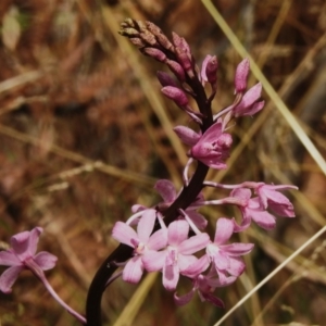 Dipodium roseum at Paddys River, ACT - suppressed