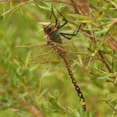 Anax papuensis (Australian Emperor) at Paddys River, ACT - 22 Feb 2023 by JohnBundock