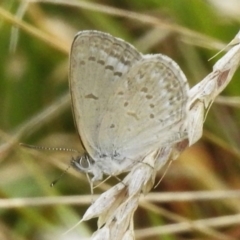 Zizina otis (Common Grass-Blue) at Paddys River, ACT - 22 Feb 2023 by JohnBundock