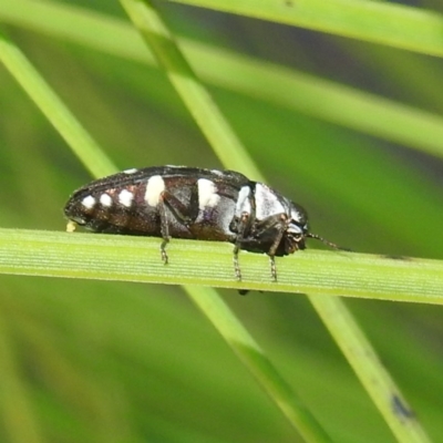 Diphucrania duodecimmaculata (12-spot jewel beetle) at ANBG - 23 Feb 2023 by HelenCross