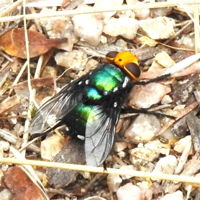 Rutilia (Ameniamima) argentifera (A Bristle fly) at Paddys River, ACT - 23 Feb 2023 by JohnBundock