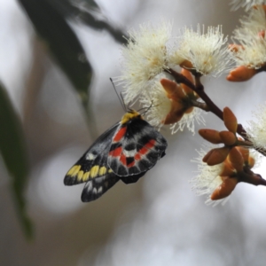 Delias harpalyce at Acton, ACT - 23 Feb 2023 03:20 PM