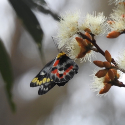 Delias harpalyce (Imperial Jezebel) at Acton, ACT - 23 Feb 2023 by HelenCross