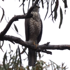 Tachyspiza cirrocephala (Collared Sparrowhawk) at Acton, ACT - 23 Feb 2023 by HelenCross