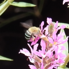 Amegilla sp. (genus) (Blue Banded Bee) at Acton, ACT - 23 Feb 2023 by HelenCross