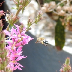 Amegilla sp. (genus) at Acton, ACT - 23 Feb 2023