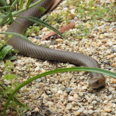 Pseudonaja textilis (Eastern Brown Snake) at ANBG - 23 Feb 2023 by HelenCross