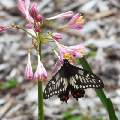 Papilio anactus (Dainty Swallowtail) at ANBG - 23 Feb 2023 by HelenCross