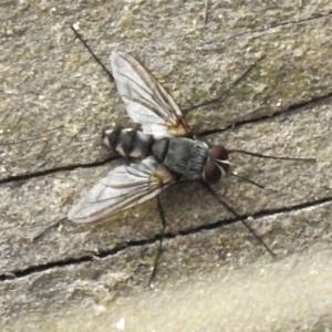 Prosena sp. (genus) at Paddys River, ACT - 23 Feb 2023