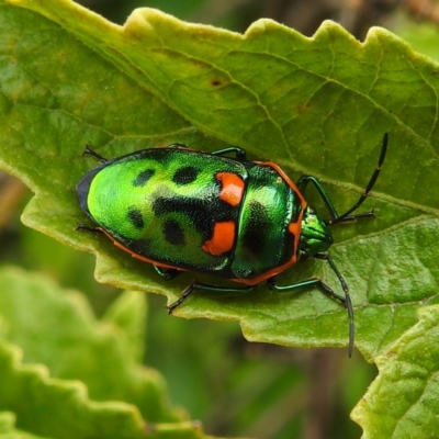 Scutiphora pedicellata (Metallic Jewel Bug) at Acton, ACT - 23 Feb 2023 by HelenCross