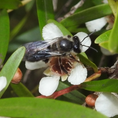 Leioproctus sp. (genus) (Plaster bee) at ANBG - 23 Feb 2023 by HelenCross