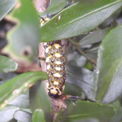 Papilio anactus at Acton, ACT - 23 Feb 2023 02:47 PM