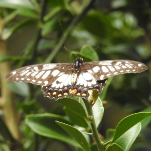 Papilio anactus at Acton, ACT - 23 Feb 2023 02:47 PM