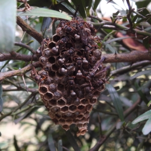 Ropalidia plebeiana at Acton, ACT - 23 Feb 2023