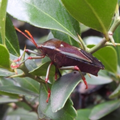 Musgraveia sulciventris (Bronze Orange Bug) at ANBG - 23 Feb 2023 by HelenCross