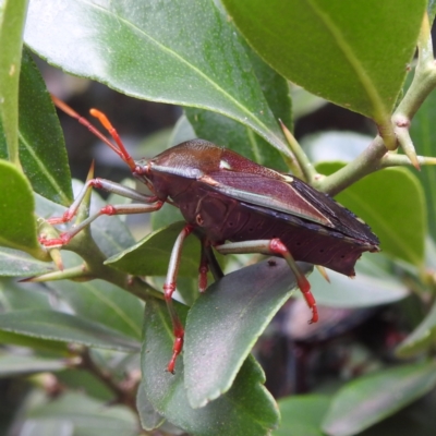 Musgraveia sulciventris (Bronze Orange Bug) at ANBG - 23 Feb 2023 by HelenCross