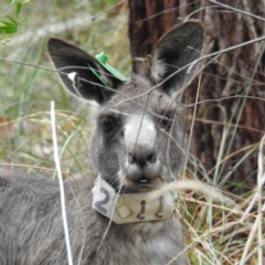 Macropus giganteus (Eastern Grey Kangaroo) at ANBG - 23 Feb 2023 by HelenCross