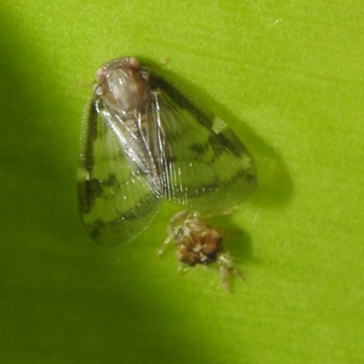 Scolypopa australis (Passionvine hopper, Fluffy bum) at Acton, ACT - 23 Feb 2023 by HelenCross