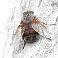 Rutilia (Donovanius) sp. (genus & subgenus) (A Bristle Fly) at Tidbinbilla Nature Reserve - 23 Feb 2023 by JohnBundock