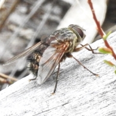 Rutilia (Donovanius) sp. (genus & subgenus) at Paddys River, ACT - 23 Feb 2023