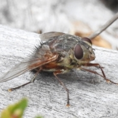 Rutilia (Donovanius) sp. (genus & subgenus) at Paddys River, ACT - 23 Feb 2023