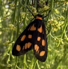 Asura cervicalis (Spotted Lichen Moth) at Pialligo, ACT - 16 Feb 2023 by Pirom