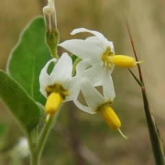 Solanum chenopodioides (Whitetip Nightshade) at Undefined Area - 23 Feb 2023 by JohnBundock